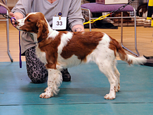 Minor Puppy & Puppy Bitch